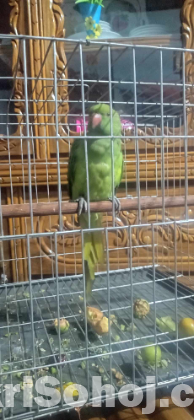 Rigneck parrot টিয়া